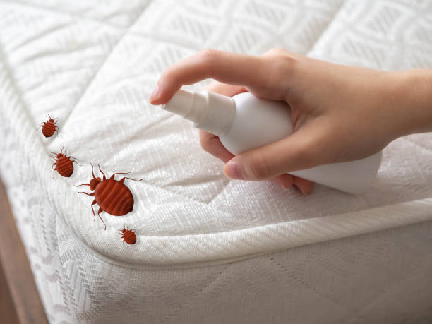 Best Affordable Pest Control Services  in Russell, KY