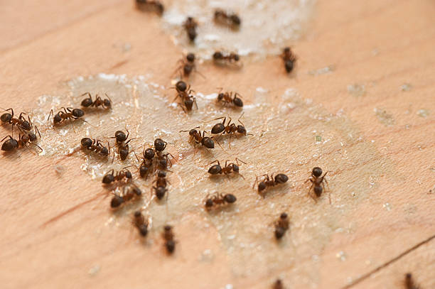 Best Insect Control  in Russell, KY