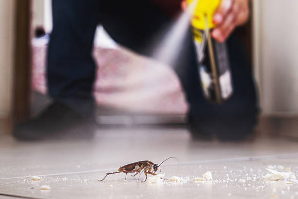 Best Mosquito Control Services  in Russell, KY