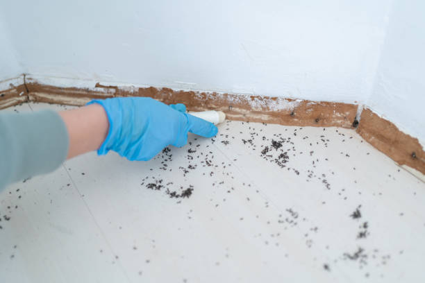 Best Pest Prevention Services  in Russell, KY